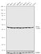 Eukaryotic Translation Initiation Factor 4A1 antibody, 711505, Invitrogen Antibodies, Western Blot image 