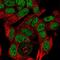 RALY RNA Binding Protein Like antibody, HPA055868, Atlas Antibodies, Immunofluorescence image 