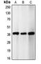 E74 Like ETS Transcription Factor 3 antibody, orb341054, Biorbyt, Western Blot image 