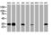 Syndecan Binding Protein antibody, M02475, Boster Biological Technology, Western Blot image 