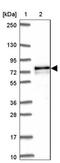 Adenylate Kinase 5 antibody, NBP2-33821, Novus Biologicals, Western Blot image 