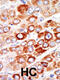 Adenylate Kinase 1 antibody, 63-438, ProSci, Immunohistochemistry paraffin image 