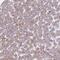 Nipsnap Homolog 1 antibody, NBP2-31755, Novus Biologicals, Immunohistochemistry paraffin image 