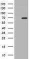 Adenylate Kinase 5 antibody, TA501652, Origene, Western Blot image 
