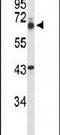 TLE Family Member 1, Transcriptional Corepressor antibody, PA5-26620, Invitrogen Antibodies, Western Blot image 