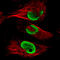 FUS RNA Binding Protein antibody, AMAb90549, Atlas Antibodies, Immunofluorescence image 