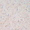 Solute Carrier Family 6 Member 3 antibody, 15-942, ProSci, Immunohistochemistry paraffin image 