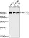 HECT Domain E3 Ubiquitin Protein Ligase 1 antibody, GTX66566, GeneTex, Western Blot image 