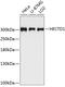 E3 ubiquitin-protein ligase HECTD1 antibody, GTX66566, GeneTex, Western Blot image 