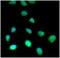 SET Domain Containing 7, Histone Lysine Methyltransferase antibody, NBP1-04298, Novus Biologicals, Immunofluorescence image 