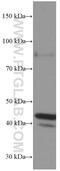 FAS antibody, 60196-1-Ig, Proteintech Group, Western Blot image 