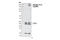Fms Related Tyrosine Kinase 3 antibody, 3463S, Cell Signaling Technology, Western Blot image 