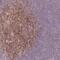 Raftlin, Lipid Raft Linker 1 antibody, HPA048725, Atlas Antibodies, Immunohistochemistry frozen image 