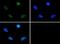 Baculoviral IAP Repeat Containing 5 antibody, GTX30488, GeneTex, Immunofluorescence image 