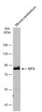 ARF GTPase-activating protein GIT2 antibody, GTX133285, GeneTex, Western Blot image 