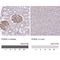 Podocalyxin Like antibody, NBP2-13784, Novus Biologicals, Immunohistochemistry paraffin image 