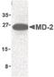 Lymphocyte Antigen 96 antibody, PA5-20058, Invitrogen Antibodies, Western Blot image 