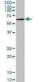 Negative Elongation Factor Complex Member A antibody, MBS6001042, MyBioSource, Western Blot image 