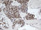 Alpha-1,4-N-Acetylglucosaminyltransferase antibody, LS-C175277, Lifespan Biosciences, Immunohistochemistry frozen image 