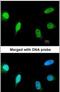 Protein Phosphatase 3 Catalytic Subunit Alpha antibody, PA5-29255, Invitrogen Antibodies, Immunofluorescence image 