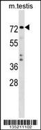 E3 ubiquitin-protein ligase TRIM41 antibody, 59-164, ProSci, Western Blot image 