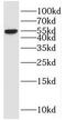 Myeloid Cell Nuclear Differentiation Antigen antibody, FNab05254, FineTest, Western Blot image 