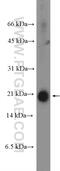 Cerebral Dopamine Neurotrophic Factor antibody, 25035-1-AP, Proteintech Group, Western Blot image 