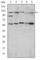 HIF1-alpha antibody, abx010959, Abbexa, Western Blot image 