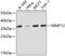 Matrix Metallopeptidase 12 antibody, 13-885, ProSci, Western Blot image 