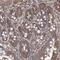 Transmembrane Protein 139 antibody, PA5-57899, Invitrogen Antibodies, Immunohistochemistry frozen image 