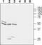 Glycine Receptor Alpha 1 antibody, PA5-77438, Invitrogen Antibodies, Western Blot image 