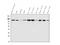 Hexokinase 1 antibody, A01504-1, Boster Biological Technology, Western Blot image 