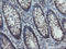 VHL Binding Protein 1 antibody, LS-C174041, Lifespan Biosciences, Immunohistochemistry frozen image 