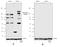 Insulin Receptor Substrate 1 antibody, 710780, Invitrogen Antibodies, Western Blot image 