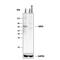 G Protein-Coupled Receptor Kinase 5 antibody, AF4539, R&D Systems, Western Blot image 