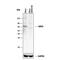 G Protein-Coupled Receptor Kinase 5 antibody, AF4539, R&D Systems, Western Blot image 