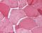 Cytochrome C, Somatic antibody, 48-833, ProSci, Immunohistochemistry frozen image 