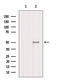 Mitochondrial Elongation Factor 1 antibody, GTX03170, GeneTex, Western Blot image 