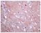 Eukaryotic Translation Initiation Factor 3 Subunit E antibody, ab134958, Abcam, Immunohistochemistry paraffin image 