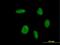 Atonal BHLH Transcription Factor 1 antibody, MA5-18449, Invitrogen Antibodies, Immunofluorescence image 