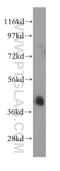 Protein Tyrosine Phosphatase Non-Receptor Type 7 antibody, 15286-1-AP, Proteintech Group, Western Blot image 