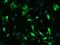 OTU Deubiquitinase 7B antibody, 203866-T02, Sino Biological, Immunohistochemistry paraffin image 