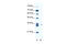 Siah E3 Ubiquitin Protein Ligase 1 antibody, 28-017, ProSci, Enzyme Linked Immunosorbent Assay image 