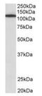 Myosin IB antibody, orb125103, Biorbyt, Western Blot image 