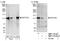 Notch Receptor 2 antibody, NBP1-19125, Novus Biologicals, Western Blot image 