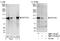 Notch Receptor 2 antibody, NBP1-19125, Novus Biologicals, Western Blot image 