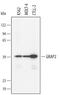 GRB2 Related Adaptor Protein 2 antibody, AF4640, R&D Systems, Western Blot image 