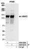 Ubiquitin Associated Protein 2 antibody, A304-627A, Bethyl Labs, Immunoprecipitation image 