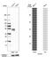 Signal Transducing Adaptor Family Member 2 antibody, HPA002375, Atlas Antibodies, Western Blot image 