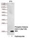 H2A Histone Family Member X antibody, STJ99251, St John